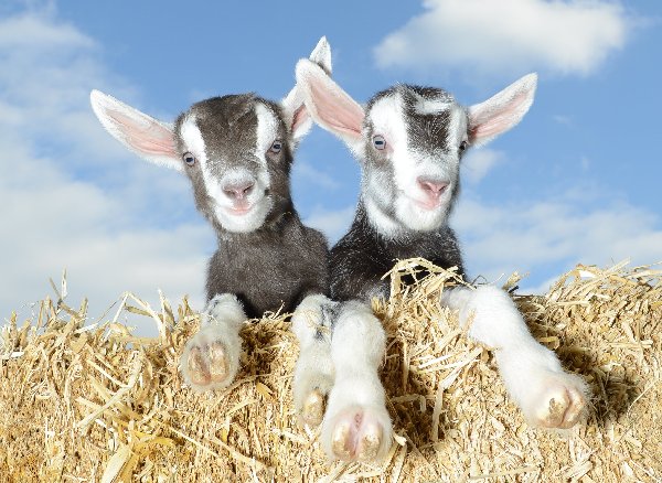 Goat kids